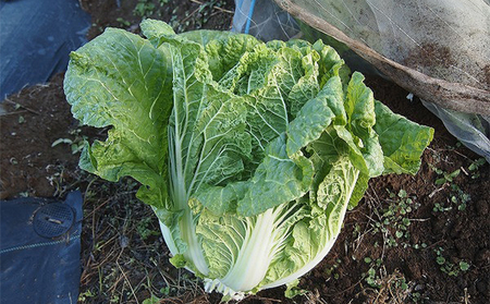 信州高原塩熟野菜（オレンジクイン）約10kg 4玉 産地直送 葉物野菜 甘い やわらかい サラダ 生食 オレンジ白菜 白菜 まろやか 食材 料理 調理