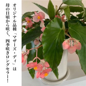 花郷園オリジナル　恋するハート型ベゴニア「マザーズ・ディ」　【花・フラワー・インテリア・屋内・屋外・ギフト・鉢植え・園芸・初心者】