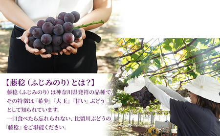 大玉 ぶどう 藤みのり 2房 セット 詰め合わせ 高級品種 ブドウ 葡萄 果物 くだもの フルーツ 藤稔り 旬の果物 旬のフルーツ 季節の果物 季節のフルーツ 産地直送 ギフト 贈り物 プレゼント 神奈川 神奈川県 綾瀬市