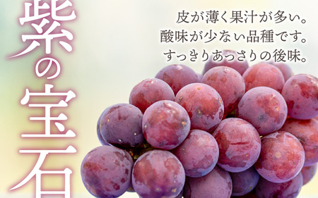 【2026年先行予約】種なし ぶどう 巨峰 若狭ふじ  1房(約800g)｜ ぶどう