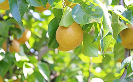 《先行予約 2026年度発送》 和なし(幸水または豊水) 5kg なし ナシ 梨 デザート フルーツ 果物 くだもの 果実 食品 山形県 FSY-0709