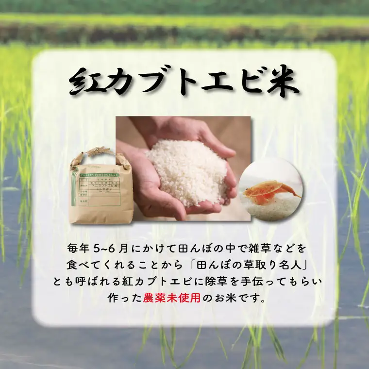 たまご 12個 & 玄米 2kg 平飼い もみじ AQ005