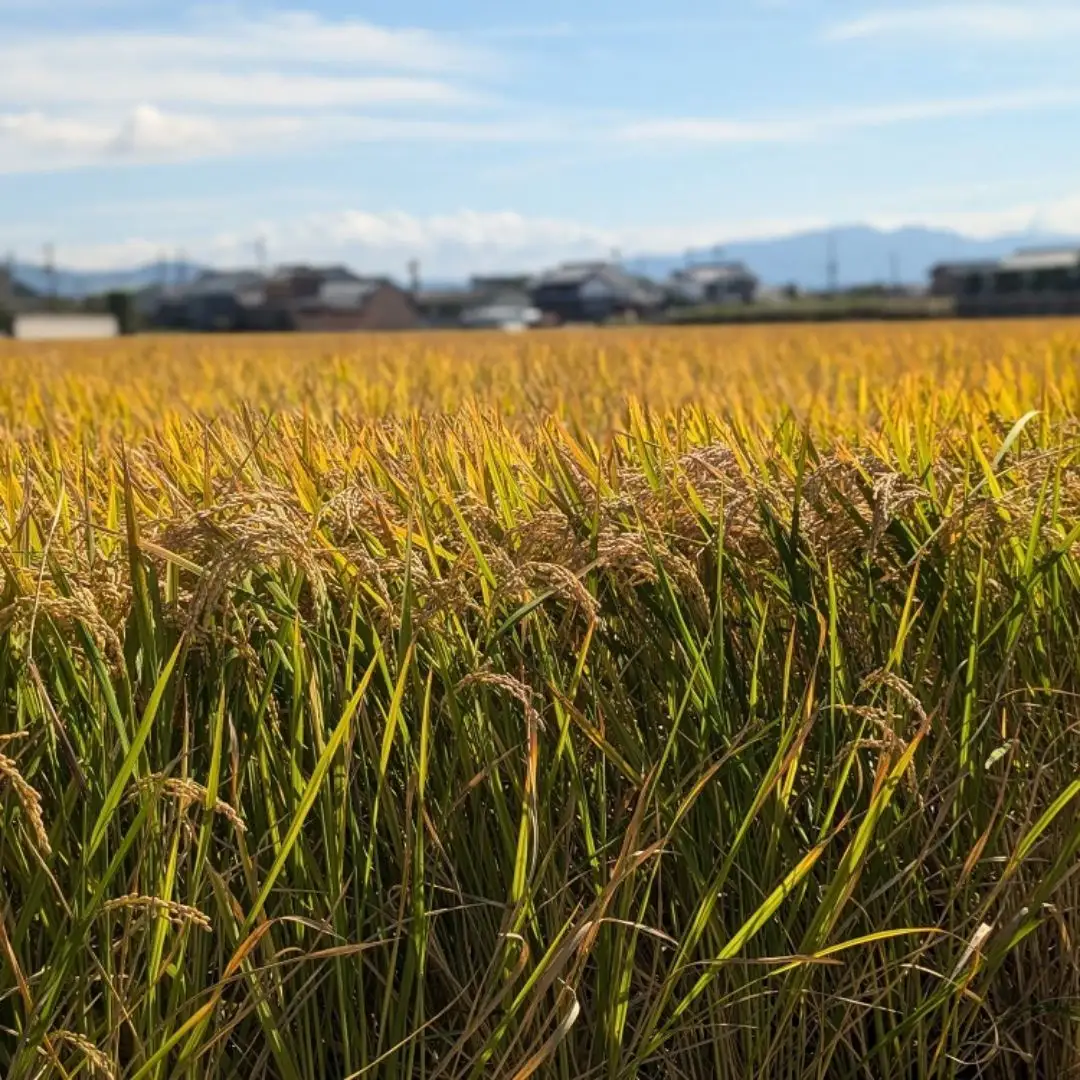 ひのひかり 白米 5kg 奈良県 三宅町 ヒノヒカリ 堆肥 ミネラル栽培 志埜米穀店
