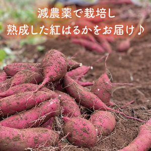 鹿畑ポテト小屋の生さつまいも 紅はるか 計 約5kg（４kg+約25％補償分） 【鹿嶋市 減農薬 熟成 貯蔵 サツマイモ 生芋 べにはるか 送料無料 5キロ 10000円以内 1万円以内】 (KBR-10)