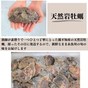 【先行予約】親不知産 天然岩牡蠣(生食用) 大サイズ４～５個 2026年7月中旬以降順次発送 鮮度抜群！ 水揚げ直後に発送 日本海 かき カキ 岩ガキ