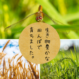 SB0888　令和7年産【玄米】つや姫5kg〔有機JAS認証米〕 HA