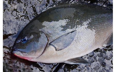 【超高感度！スレた魚も捕らえる】 釣り用 ウキ 「巧派グレ」 3点セット 【ガルツ】 浮力0・B・3B Mサイズ 高視認性 つや消し塗装 釣具 釣り具 釣り V20-4