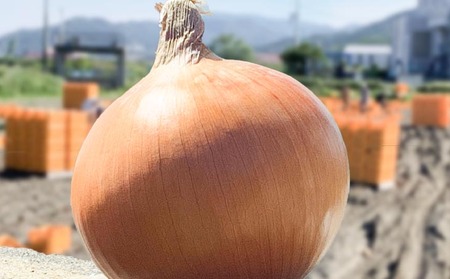 大地の恵み！淡路島の完熟玉ねぎ【シャーロットオニオン　輝玉（キラ玉）】3kg【6月中旬から配送】