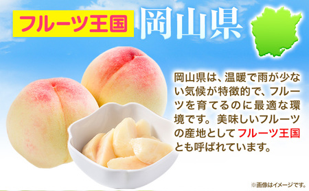 先行予約 岡山 白桃 約2kg 