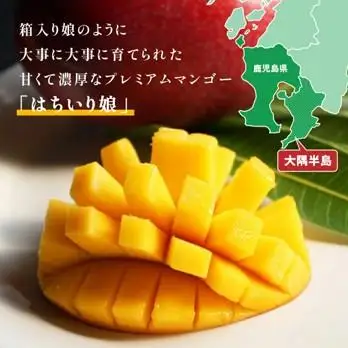 【数量限定/先行予約】マンゴー「はちいり（鉢入り）娘」（ご家庭用1kg箱入り）