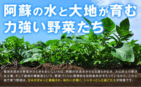 旬の野菜 定期便 計3回 旬の野菜 10品【養生市場】定期便 品種おまかせ ランダム 3ヶ月お届け 計3回 詰め合わせ セット 野菜 九州産 熊本県産《お申し込みの翌月から出荷》