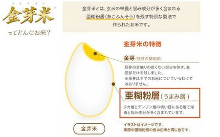 BG 無洗米 金芽米 にこまる 5kg 令和7年産 計量カップ無し 【価格改定XD】【15-SS-11-2】