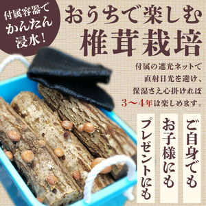椎茸の原木栽培2夏経過品【0051-001】 岐阜県 可児市 栽培キット 原木栽培 きのこ キノコ 家庭菜園 椎茸 料理 調理 国産 自由研究