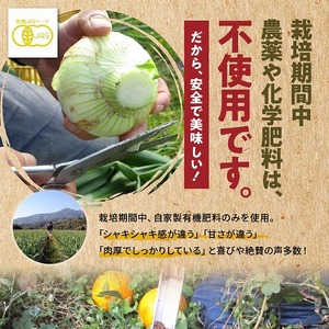 S010-077_令和9年4月出荷 訳あり新たまねぎ【先行受付】