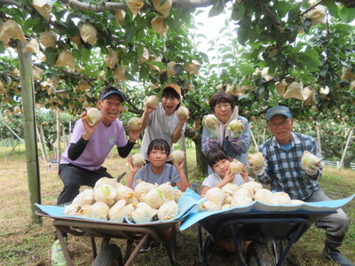 梨 新興 3kg 三ツ田農園 鳥取県産 | 11M