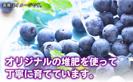 【先行予約】対馬産 朝採れ 大粒 ブルーベリー ( 青果 ) 600g フルーツ 果物 生食 新鮮 朝食 冷蔵  [WBG006]