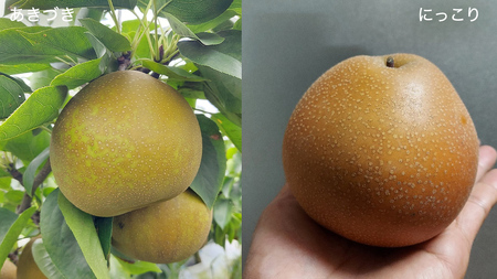 農園直送！おまかせ 梨 3kg 【7月下旬発送開始】 
