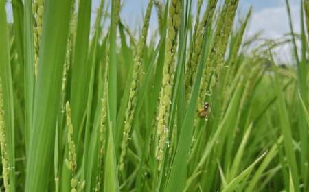 ＼TVで話題／ 米ぬかパウダー 米ぬか 米糠 国産 食用 粉末 パウダー 糠 米糠 ぬか床 ぬか漬け 玄米 熊本県 山鹿市【株式会社 夢アグリ】[ZCL011]