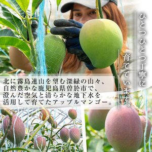 ＜先行予約受付中・2026年6月下旬～7月下旬頃に発送予定＞＜訳あり・数量限定＞ 完熟アップルマンゴー「紅」(約900g・850～950g) マンゴー 果物 フルーツ【大徳産業】A392-v02