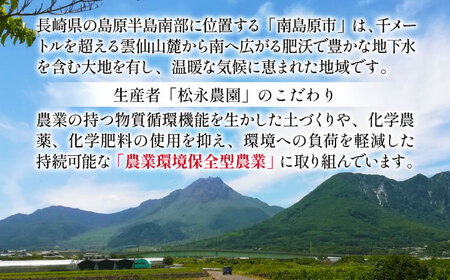 【2026年8月下旬〜発送】シャインマスカット 約2kg（約2-5房）/ マスカット シャインマスカット ますかっと ぶどう 葡萄 ブドウ フルーツ 果物 / 南島原市 / 長崎県農産品流通合同会社 [SCB076]