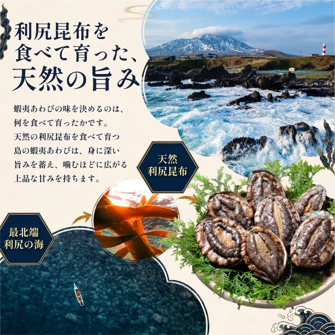 蝦夷あわび 天然 利尻島産 500g（冷凍）｜アワビ 北海道 産地直送 海鮮 刺身 天然 鮑 生食 蝦夷鮑 [1060004]