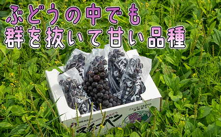 1～2月 津軽ぶどう村 特秀 スチューベン ぶどう 約 1.5kg 糖度18度以上