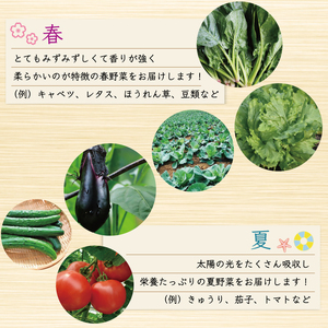【ふるさと納税】中元寺 旬の実り 野菜 セット(旬の野菜 7～9種類程度) [a9010] 中元寺みらい農業株式会社 ※配送不可：北海道・東北・沖縄・離島【返礼品】添田町 ふるさと納税