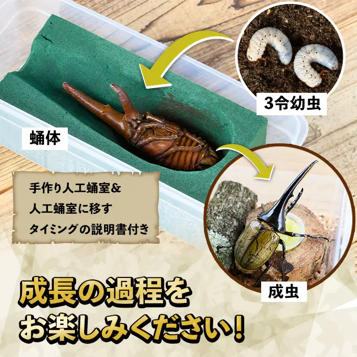 【B76001】ヘラクレスオオカブト (ヘラクレスヘラクレス) 3令幼虫ペア(オスメス) 人工蛹室付 鹿児島 ヘラクレス カブトムシ かぶとむし 雄 オス 昆虫 虫 むし 幼虫 生体 飼育 生き物 生物【ビートル倶楽部】