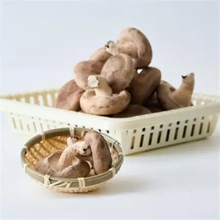 贈答品用椎茸かご盛りセット【配送不可地域：離島】【1201244】