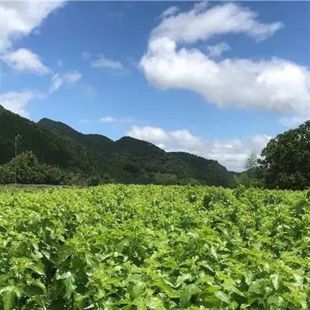 熊本県美里町産　有機栽培認証　焙煎桑茶(2gティーバッグ×20P ) 3個_飲料・ドリンク 茶葉・ティーバッグ 茶 _【1219573】
