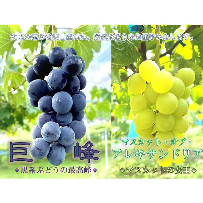 先行予約 和歌山 有田産 2色 ぶどう 詰め合わせ 巨峰 マスカットオブアレキサンドリア［2026年8月下旬以降発送］ | ぶどう 巨峰