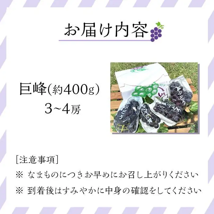 有田産 巨峰 1.2kg 3~4房 フルーツ 巨峰 ［2026年8月下旬以降発送］ 先行予約 和歌山 