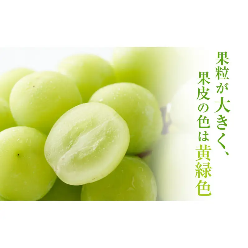 【2026年 先行予約】【訳あり品】シャインマスカット 2房 合計約1kg 冷蔵配送 ぶどう 葡萄 フルーツ 果物 岡山 岡山のぶどう 岡山の果物 食後 デザート 産地直送 大粒 皮ごと 種無し 