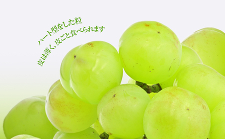 【2026年 先行予約】【訳あり品】瀬戸ジャイアンツ 4～5房 合計約2kg 冷蔵配送 ぶどう 葡萄 フルーツ 果物 岡山 岡山のぶどう 食後 デザート 産地直送 皮ごと 酸味が少ない 爽やか 甘い 