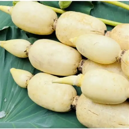 新物!　肉厚でシャキシャキの食感と甘みが特徴　　掘りたて れんこん　4Kg(4～7本)_野菜 レンコン 根菜 れんこん 蓮根_【配送不可地域：離島】【1420957】