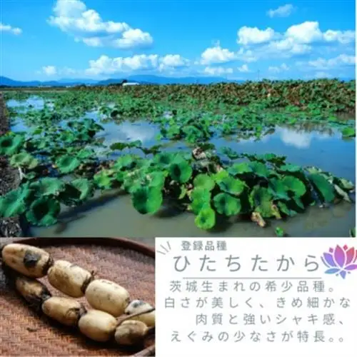 新物!　肉厚でシャキシャキの食感と甘みが特徴　　掘りたて れんこん　2Kg(2～4本)_野菜 レンコン 根菜 れんこん 蓮根_【配送不可地域：離島】【1420961】