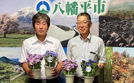 【早期予約承り中！2026年9月中旬発送開始予定！】 リンドウ鉢物 「 あしろブーケ 」 4寸鉢×1 ※色はおまかせ （ 濃青、薄青、ピンク３色のいずれか1色 ） ／ りんどう 安代りんどう リンドウ 八重咲き お花 花 竜胆 龍胆 期間限定 季節限定 鉢花 岩手県産 八幡平市産 おすすめ 【安代リンドウ開発】