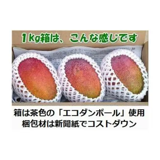 ＜予約受付＞完熟アップルマンゴー 2~4個 約1kg 