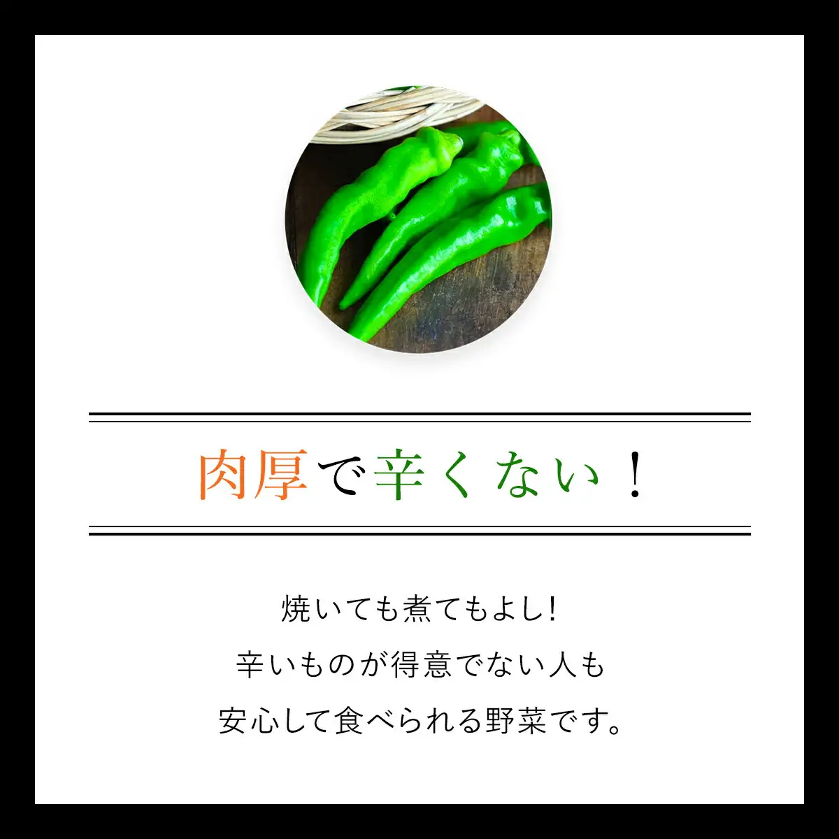 ＜先行予約！2026年6月上旬以降順次発送予定＞万願寺とうがらし(2kg) 京野菜 野菜 旬の野菜 万願寺とうがらし 伝統野菜 京都 【fc-DB008】【夜久野 清雫】