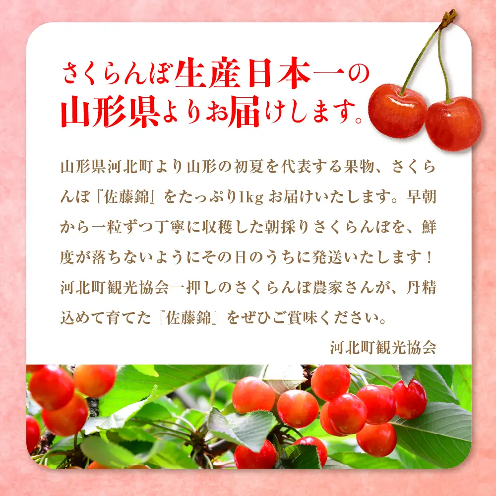 さくらんぼ 佐藤錦 秀品 1kg 朝採り 当日出荷 さくらんぼ