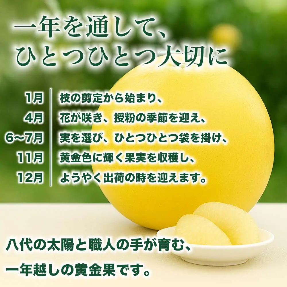 【先行予約】 晩白柚 ばんぺいゆ 3Lサイズ 1玉 約2.5kg 晩白柚 柑橘 【2026年12月上旬より順次発送】