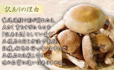 訳あり 生しいたけ 3kg しいたけ