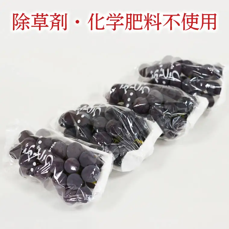 種無し ぶどう 巨峰 2kg (4～6房)  益子町産 DC001