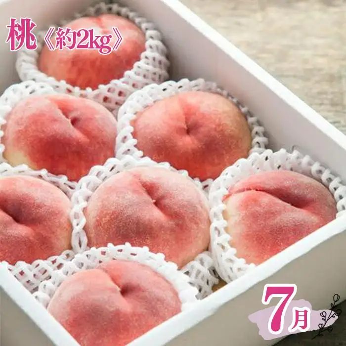 定期便全3回 和歌山の人気の夏のフルーツをお届け！ ［TM204］