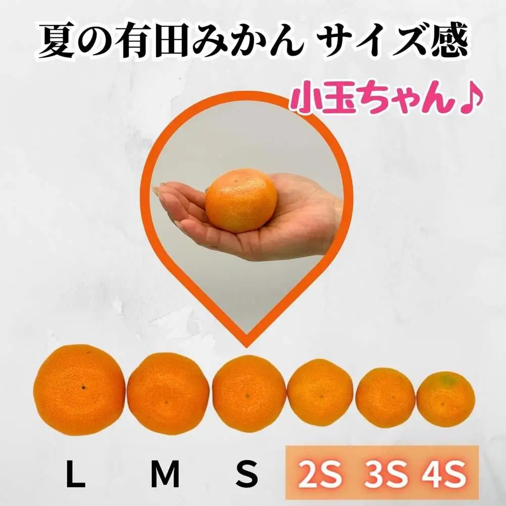 【5月出荷予定】小玉ちゃん ハウスみかん 温室栽培 夏の有田みかん 1kg 秀品 2Sサイズ以下 和歌山県 産地直送 みかんの会