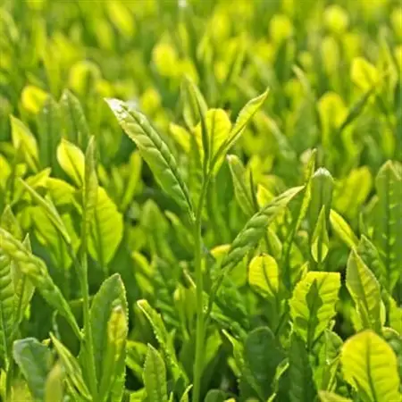 静岡県磐田市産の一番茶葉100%使用!どうまい缶飲料「いわた茶缶」(300gボトル缶×24)_お茶 静岡 おちゃ 茶 緑茶 一番茶葉 いわた茶 缶 ボトル缶 飲料 ドリンク 飲み物 ソフトドリンク 24本 静岡県 防災 備蓄 ギフト プレゼント_【1414264】