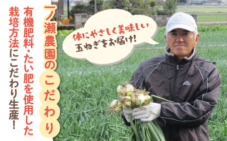 白石玉ねぎ10kg / 玉ねぎ [IBQ009]