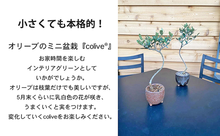 【 小豆島 】オリーブのミニ盆栽 olive（ コリーブ ） 植物 観葉植物 オリーブ 盆栽 ミニ インテリア コンパクト 香川 香川県 土庄 土庄町