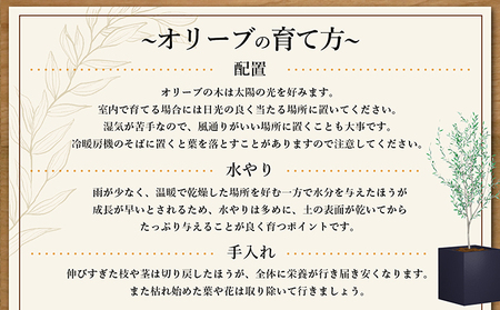 【 小豆島 】 オリーブ苗木 （４号ポット）1本 植物 観葉植物 オリーブ 苗木 インテリア 香川 香川県 土庄 土庄町