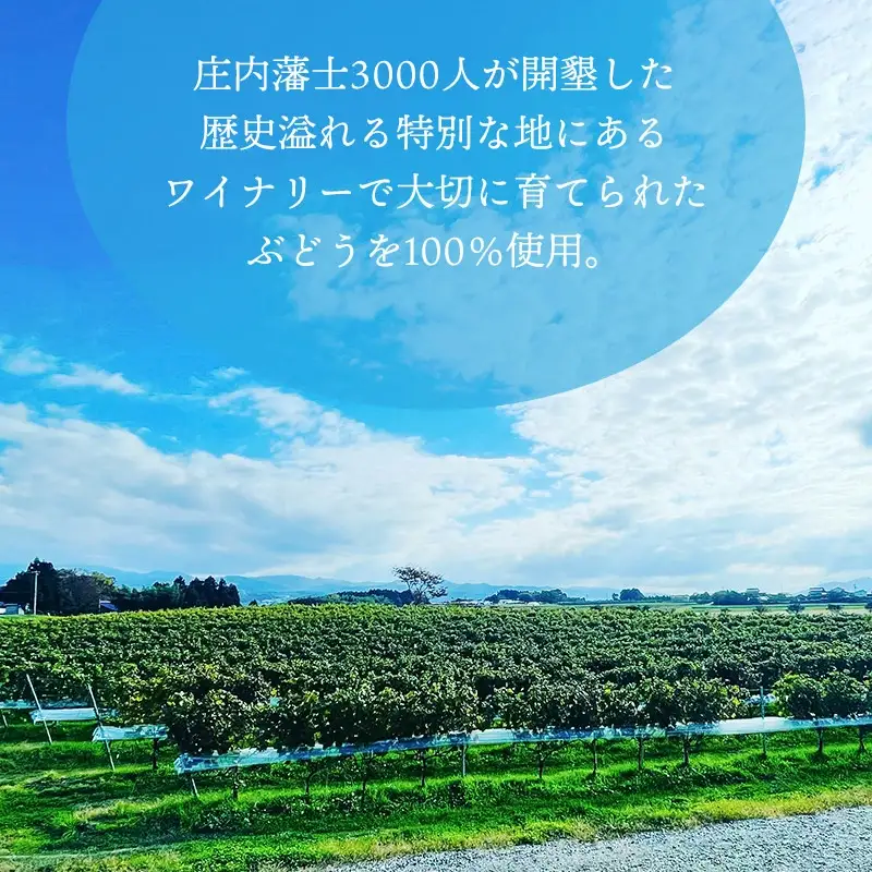 白ワイン　Vestito Cielo 2024　750ml×1本　株式会社エルサン　国産 日本ワイン